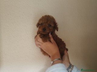 Caniche Toy perros Caniche hembra roja EXCLUSIVAS - Anuncio 1