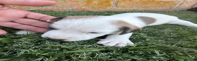Jack Russell Terrier 1