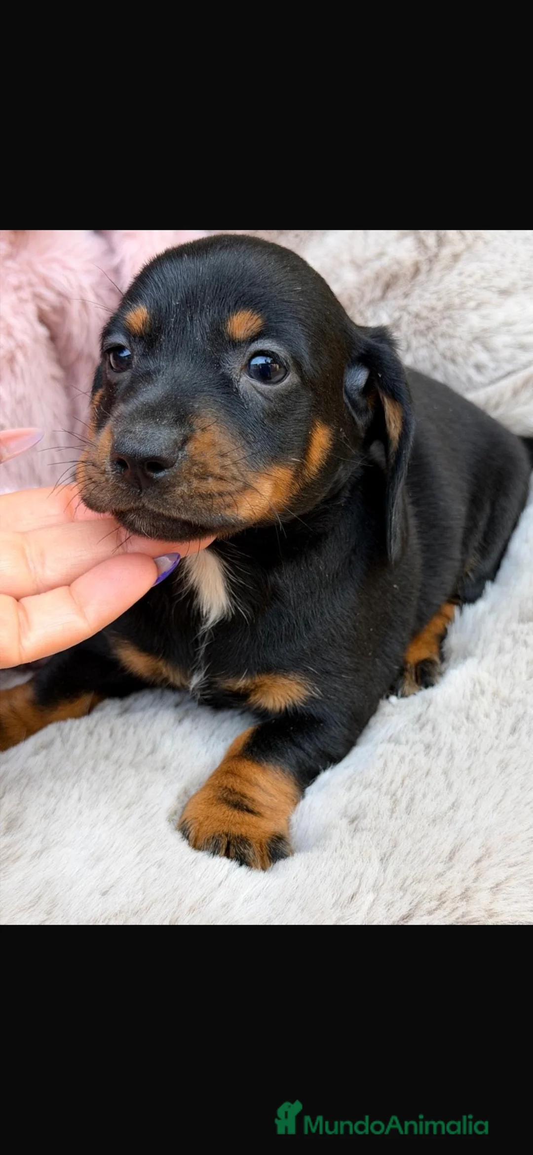 Teckel Miniatura perros en venta: Camada teckel , diferentes colores - Anuncio 3