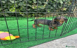 Teckel Miniatura perros en venta: teckel arlequin  - Imagen 6