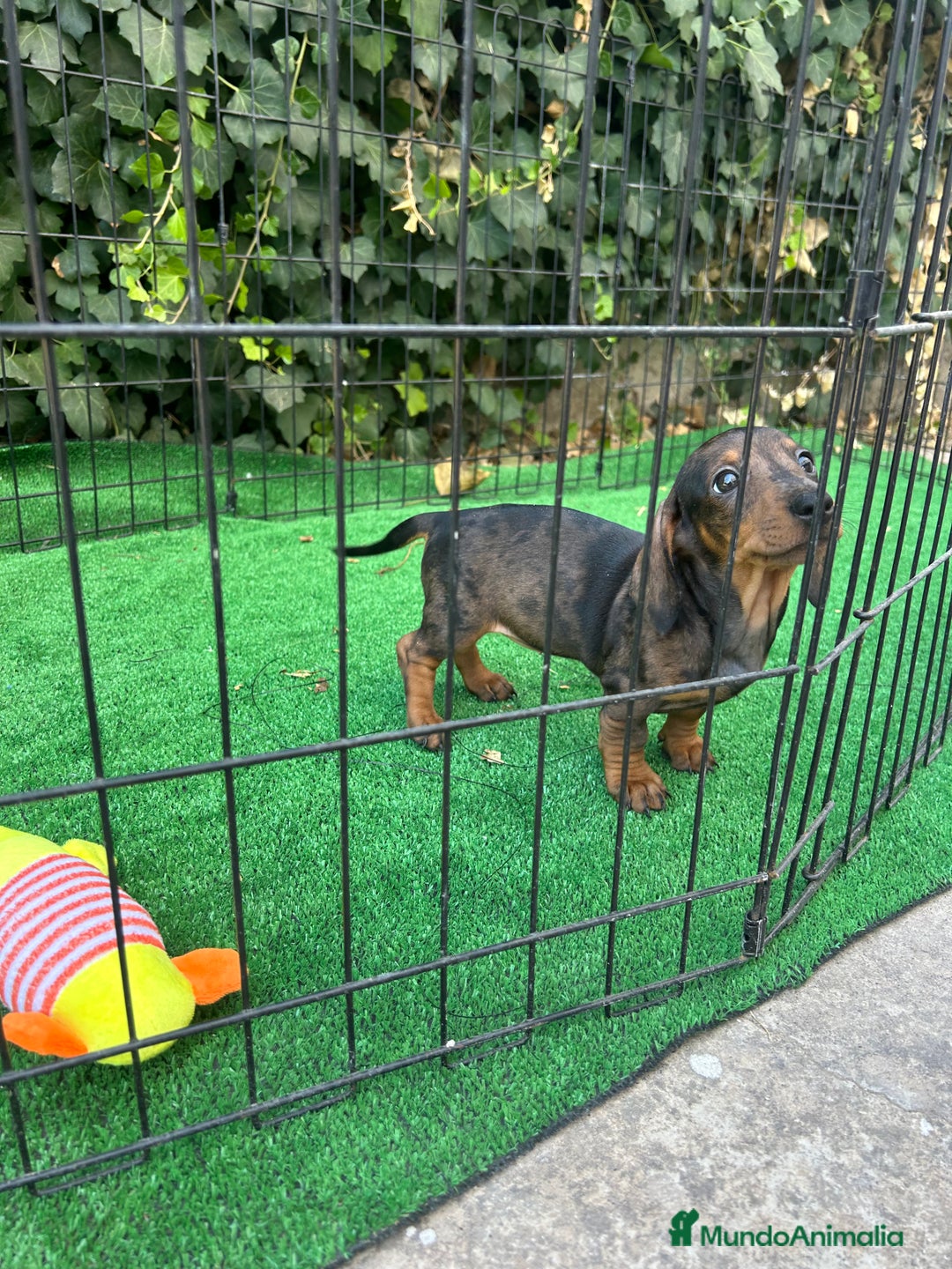 Teckel Miniatura perros en venta: teckel arlequin  - Imagen 6