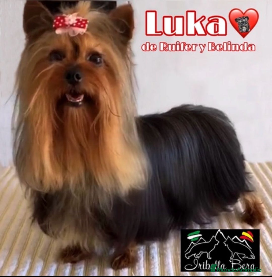 Yorkshire Terrier perros en venta: Yorkshire  - Imagen 12