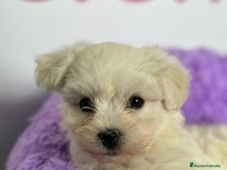 Bichón Maltés perros - Anuncio 2