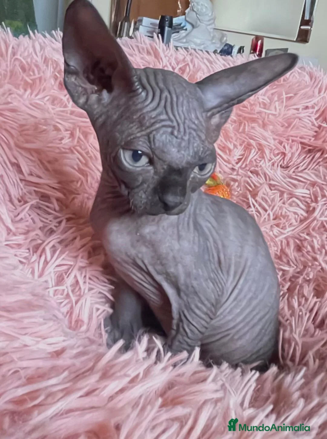 Sphynx gatos en venta: Gatita sphynx color negro! - Anuncio 10