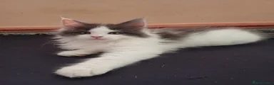 Maine Coon 3