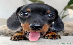 Teckel Miniatura perros en venta: CACHORROS TECKEL MINIATURA, KANINCHEN , STANDARD  - Imagen 5