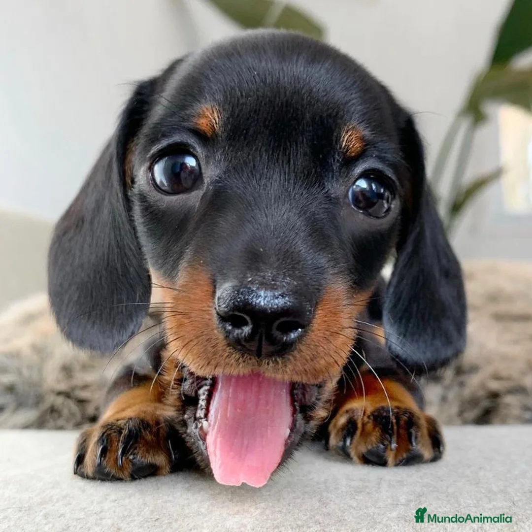 Teckel Miniatura perros en venta: CACHORROS TECKEL MINIATURA, KANINCHEN , STANDARD  - Anuncio 5