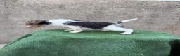 Fox Terrier de Pelo Duro perros en venta: Fox Terrier - Anuncio 18
