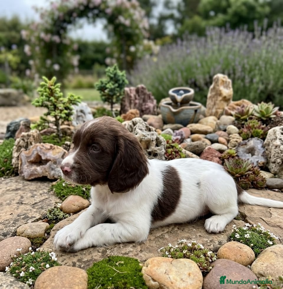 English Springer Spaniel perros Springer  - Anuncio 2
