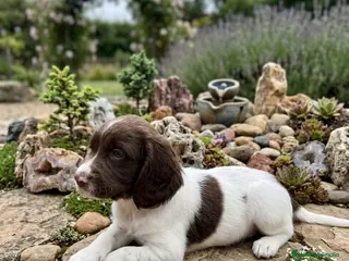 English Springer Spaniel perros Springer - Anuncio 2