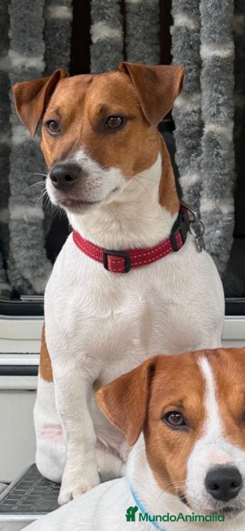 Jack Russell Terrier perros Jack russell terrier  - Anuncio 6