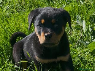 Rottweiler perros Preciosos Rottweiler - Anuncio 1