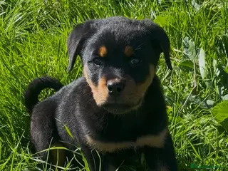 Rottweiler perros Preciosos Rottweiler - Anuncio 1