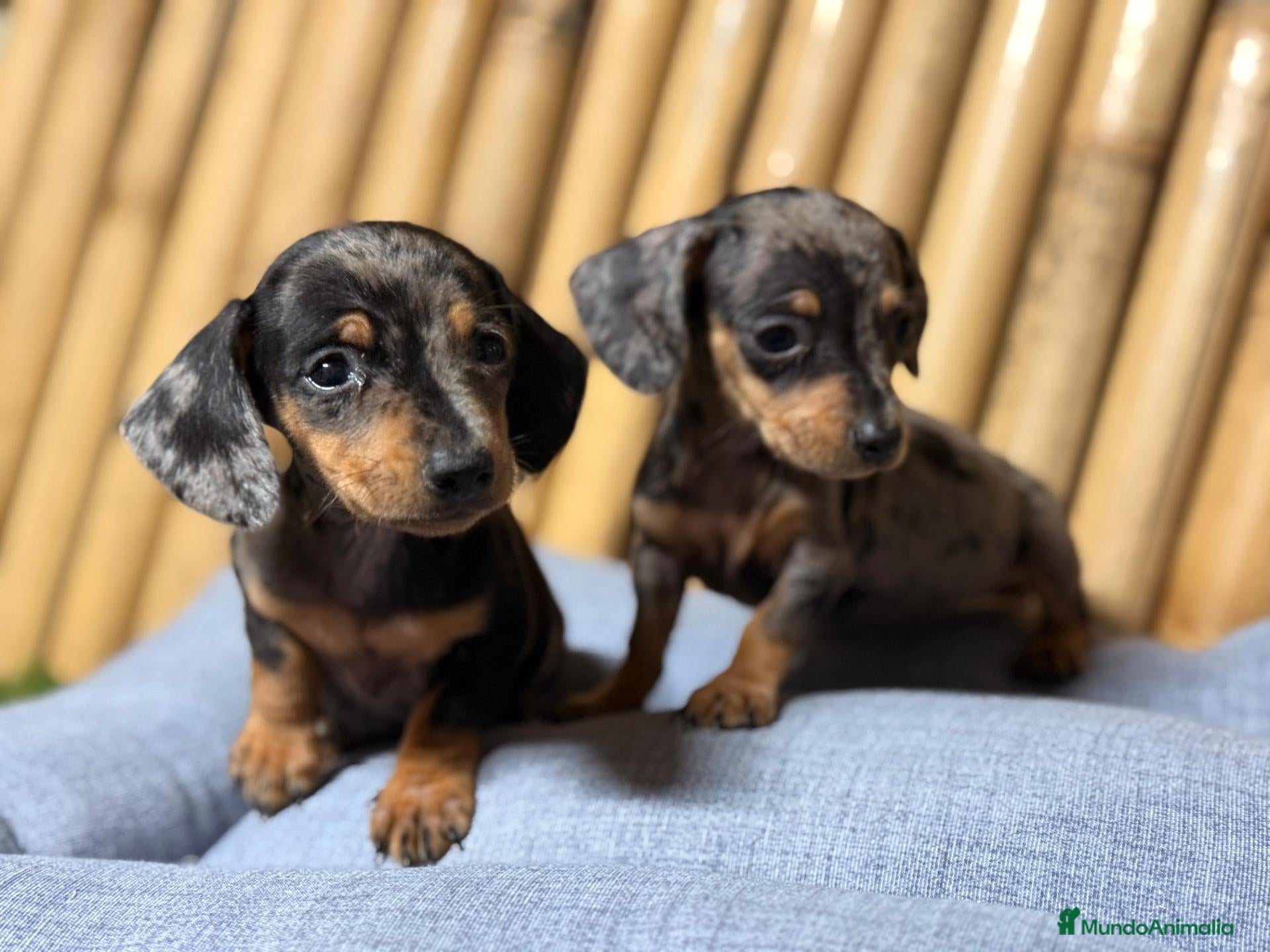 Teckel Miniatura perros Teckel  mini - Anuncio 1