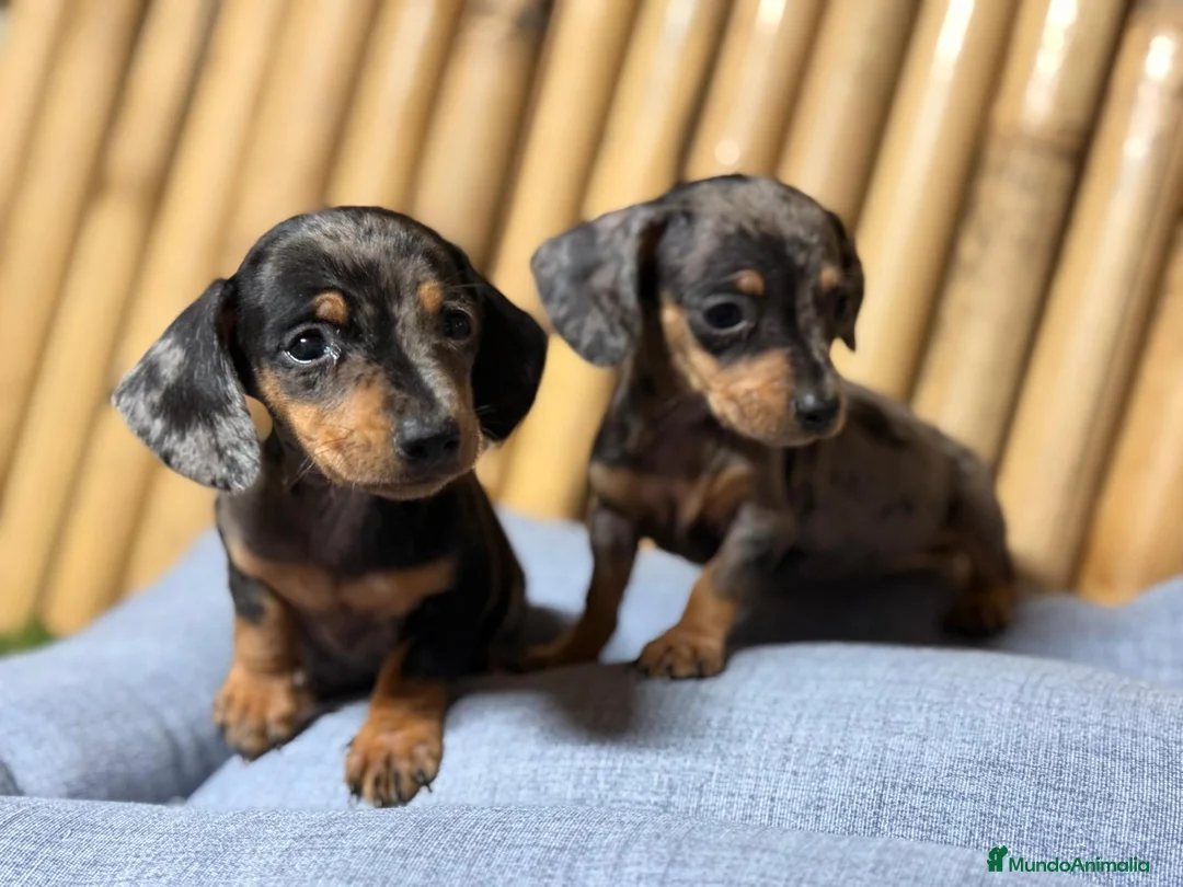 Teckel Miniatura perros en venta: Teckel  mini - Anuncio 1