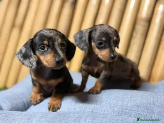 Teckel Miniatura perros Teckel mini - Anuncio 1
