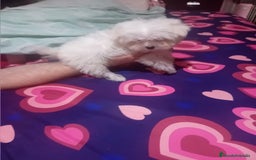 Bichón Maltés perros en venta: ‼️‼️Preciosa camada de toy bichón maltes toy - Imagen 3