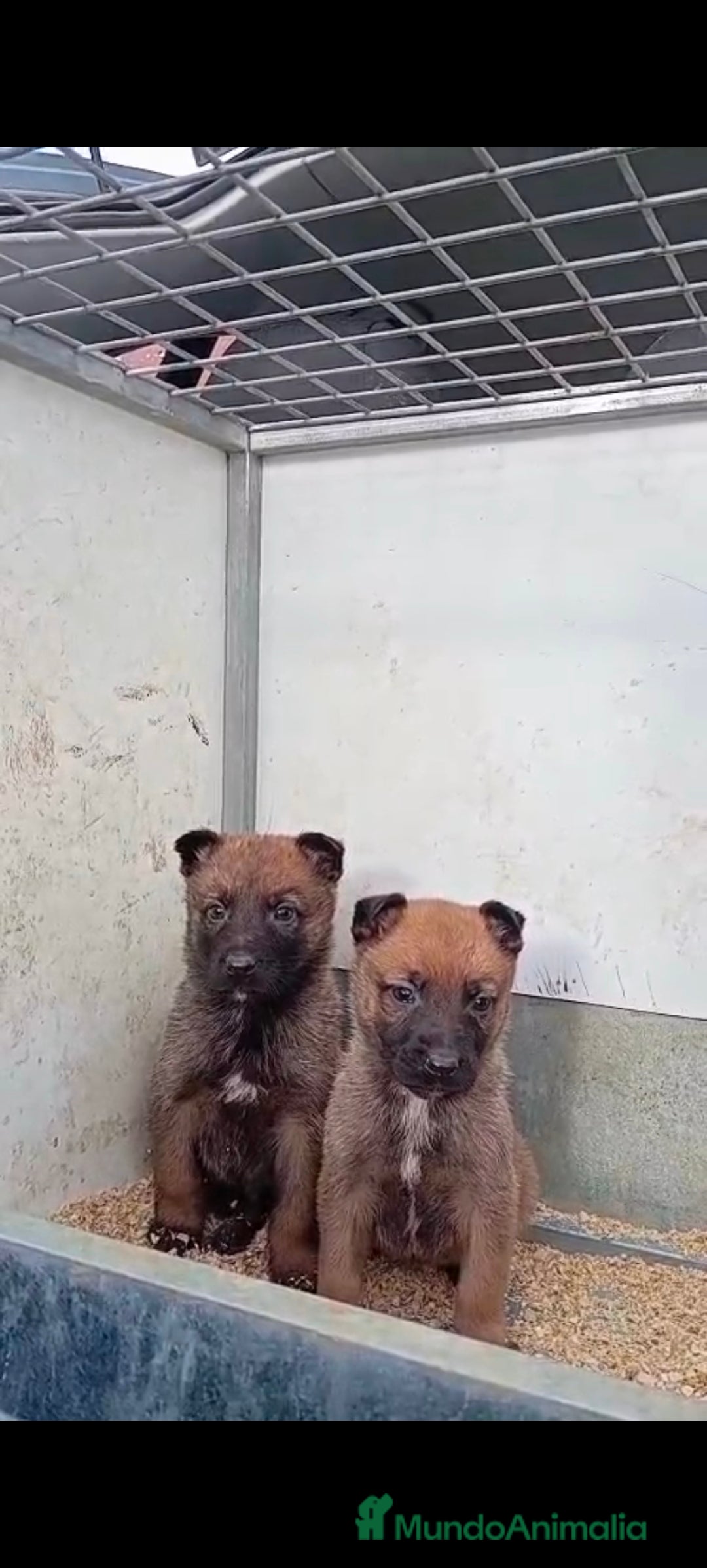 Pastor Belga Malinois perros en venta: Malinoe  - Anuncio 1