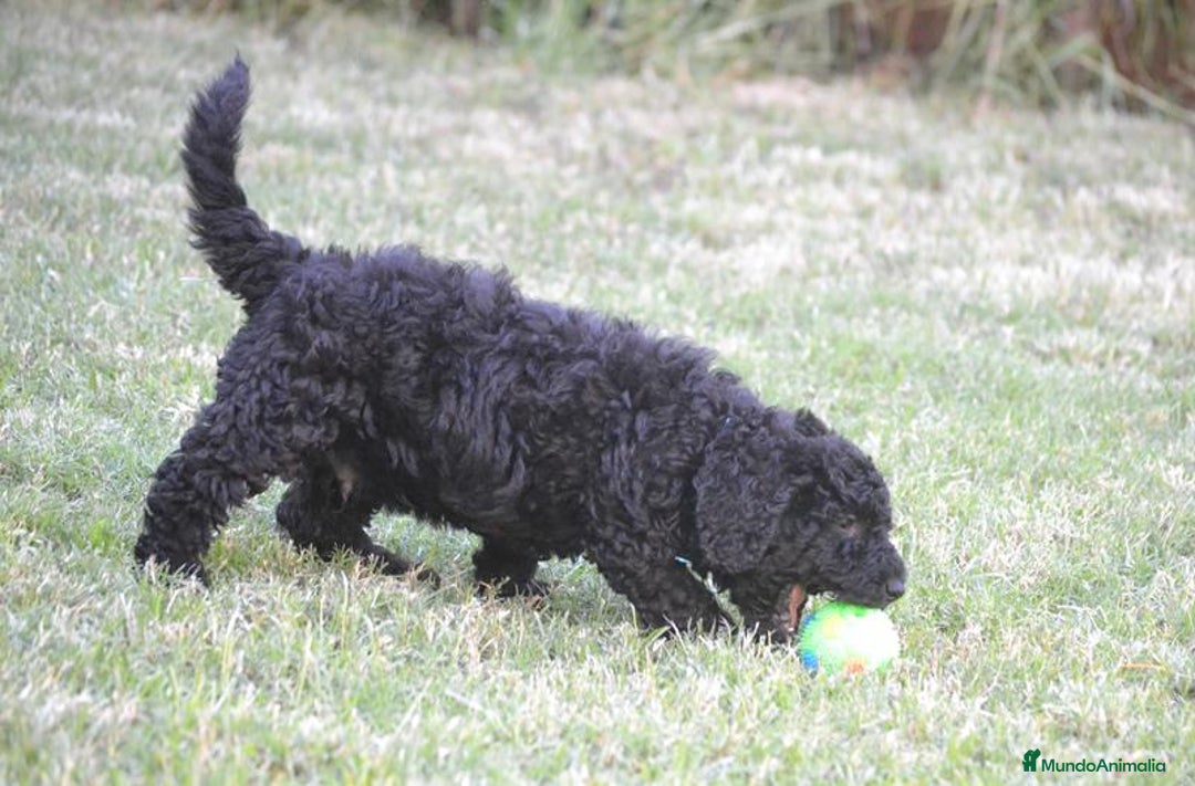 Perro de Agua Español perros en venta: Cachorra perro de agua  - Imagen 6