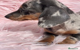 Teckel Miniatura perros en venta: Teckel arlequín Kaninchen   - Imagen 4
