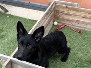 Pastor Alemán perros HEMBRAS PASTOR ALEMAN NEGRO SOLIDO - Anuncio 2