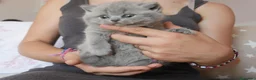 Británico de Pelo Corto Azul gatos en venta: 🐾 Gatitos British Shorthair Azules Exclusivos🐾 - Anuncio 16