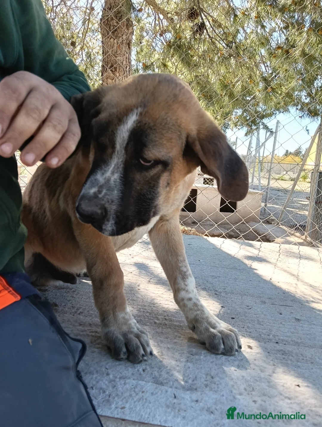 Mastín Español perros en venta: Mastín español  - Anuncio 2