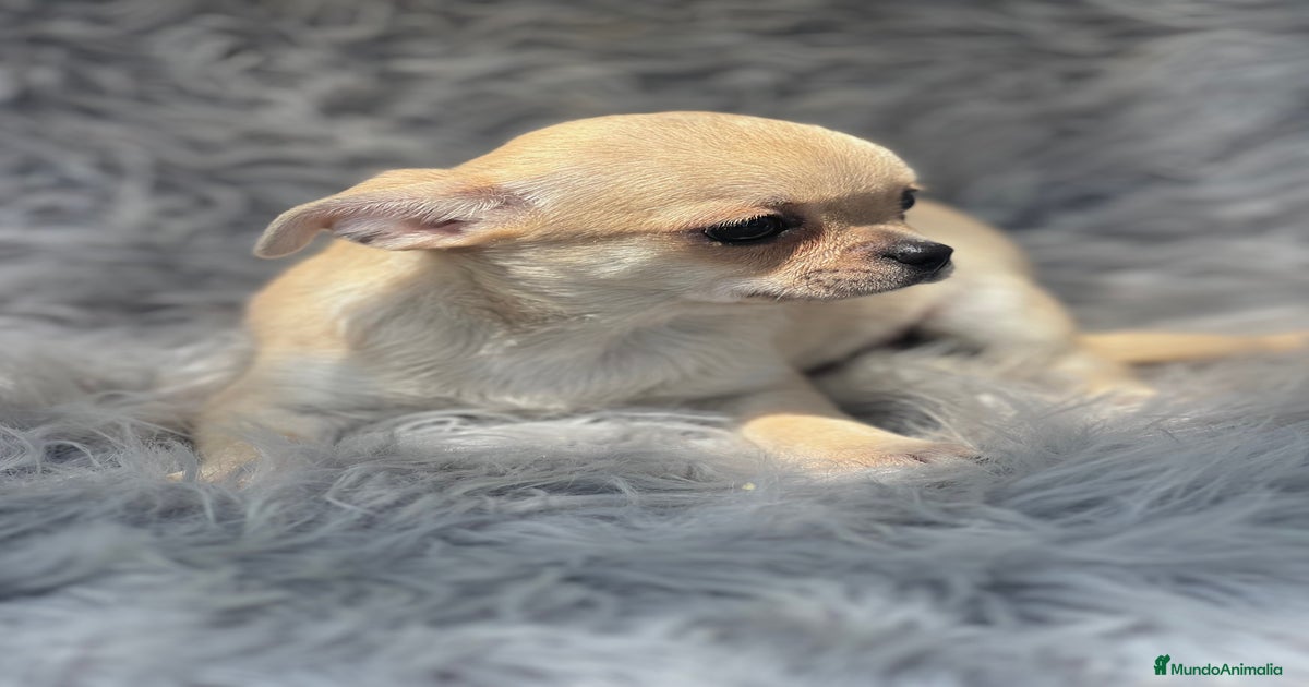 Fluffy Cream Chihuahua Smiling On A Green Duvet On