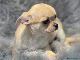 Chihuahua perros - Anuncio 10