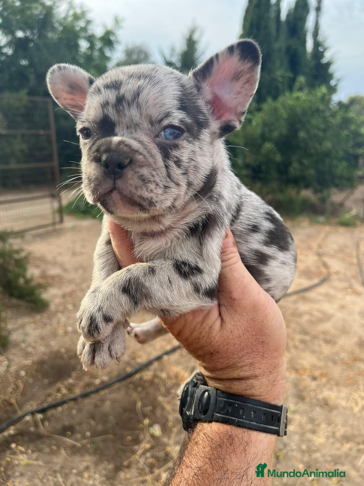 Bulldog Francés perros Bulldog frances  - Anuncio 1