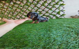 Teckel Miniatura perros en venta: Teckels kanichen  - Anuncio 2