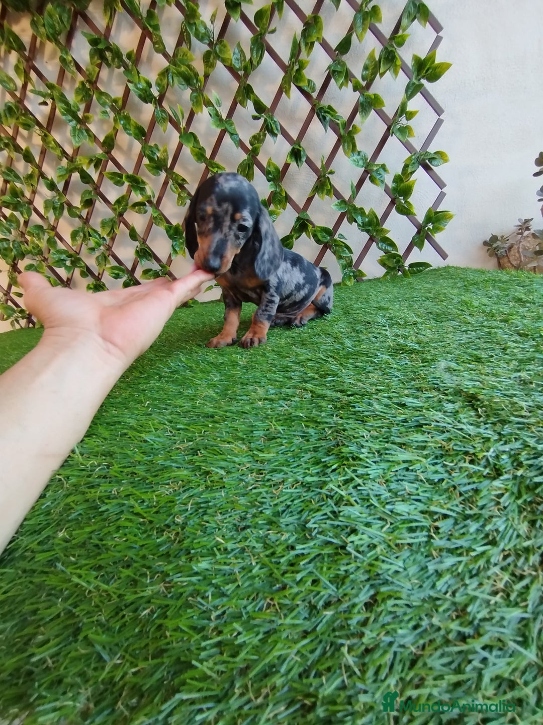 Teckel Miniatura perros en venta: Teckels kanichen  - Anuncio 2