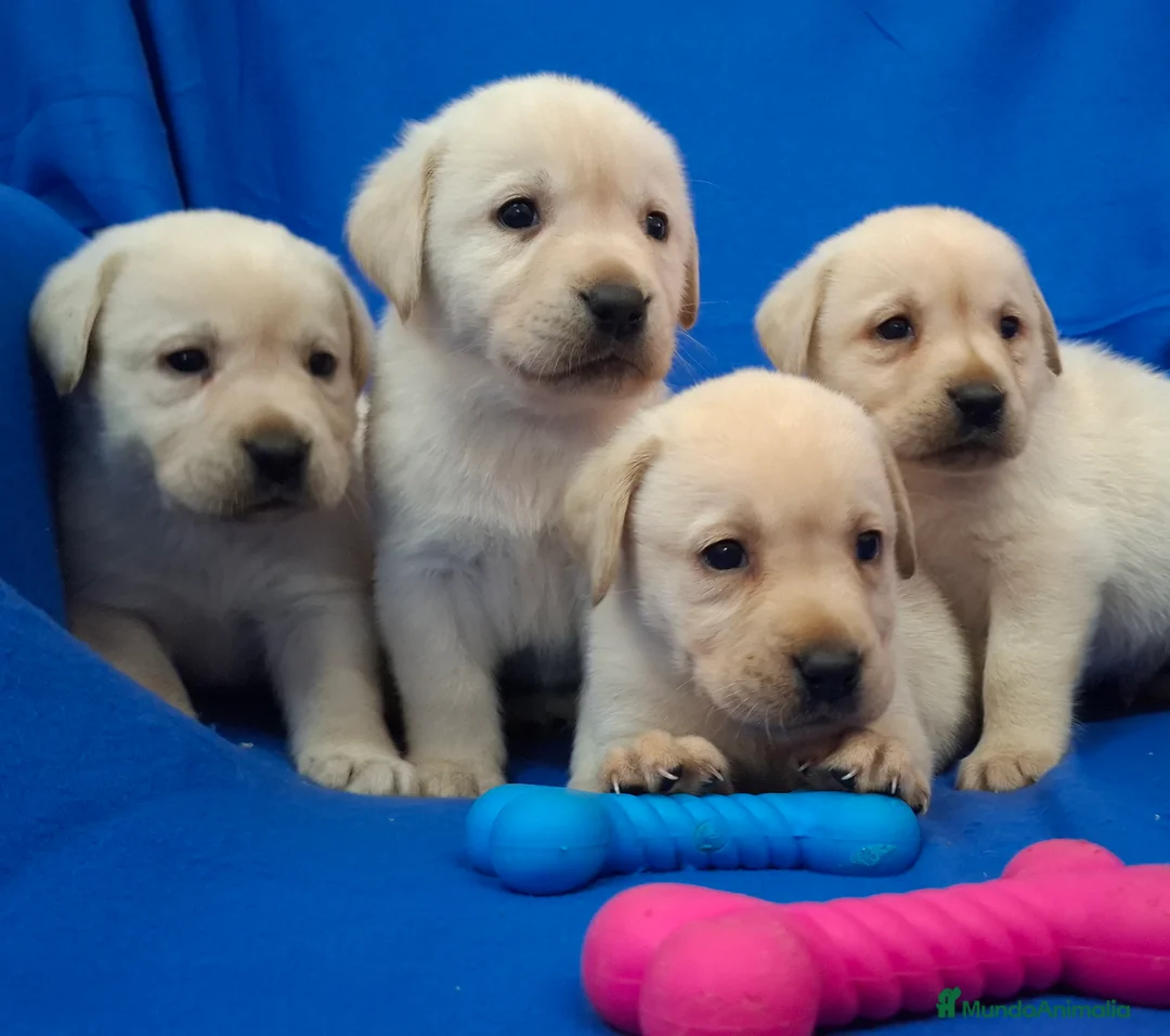 Labrador Retriever perros en venta: LABRADOR RETRIEVER  - Anuncio 4