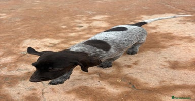 Braco Alemán de Pelo Corto perros Braco Alemán ultimo macho - Anuncio 3