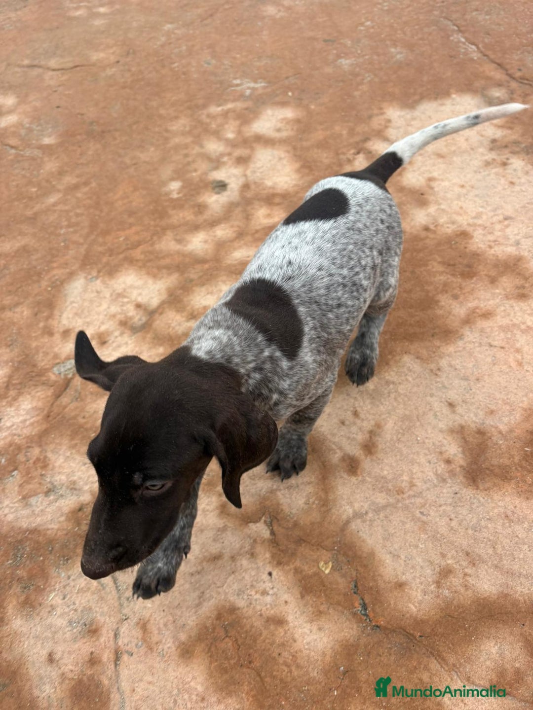 Braco Alemán de Pelo Corto perros en venta: Braco Alemán ultimo macho - Anuncio 2