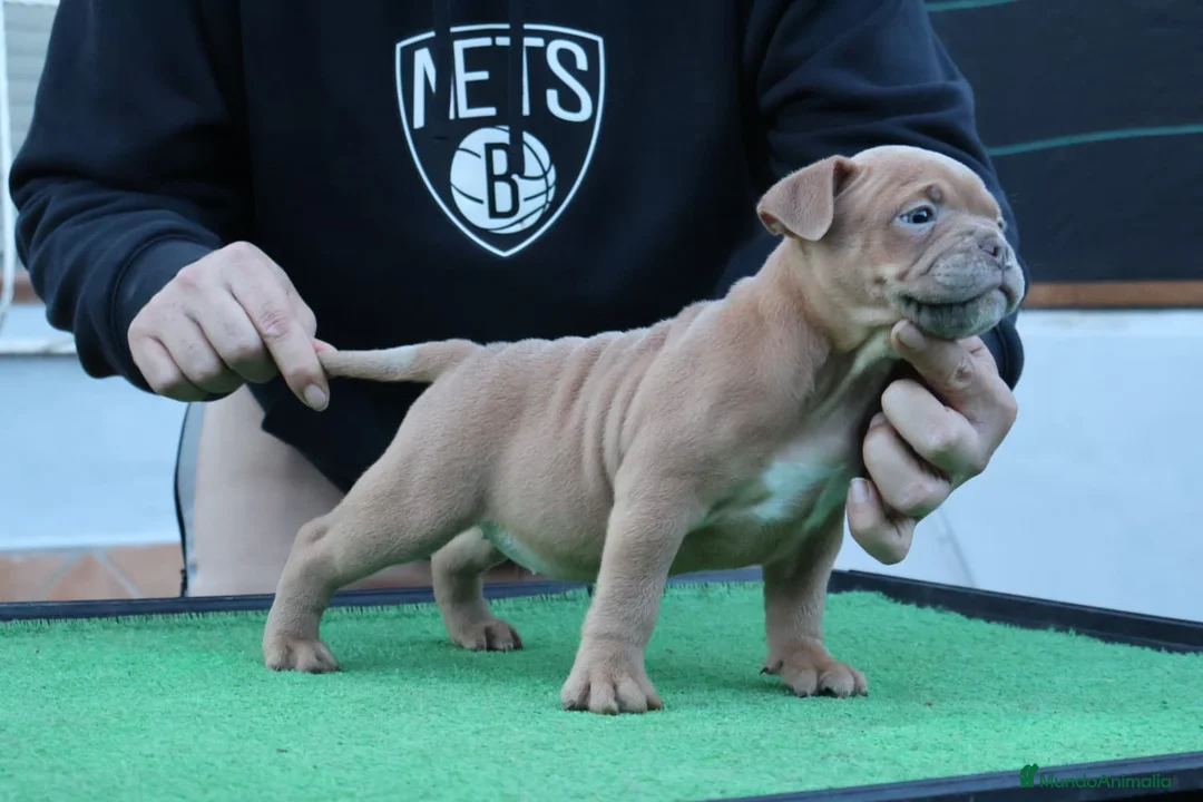American Bully perros en venta: American bully pocket  - Anuncio 5