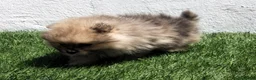 Pomerania perros en venta: Pomerania - Anuncio 24