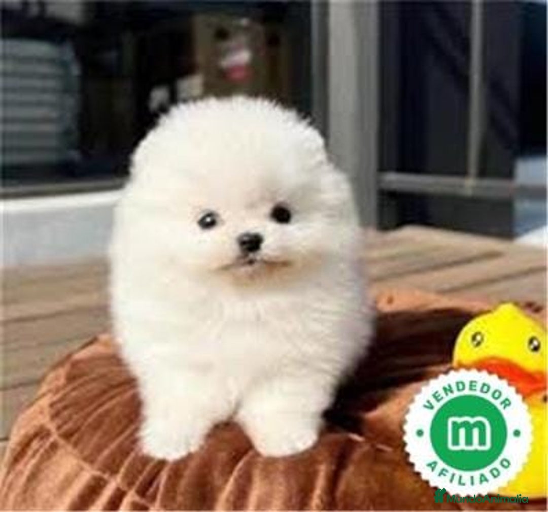 Pomerania perros en venta: Pomerania Lulu Toy Blanco Macho Disponibles  - Anuncio 1