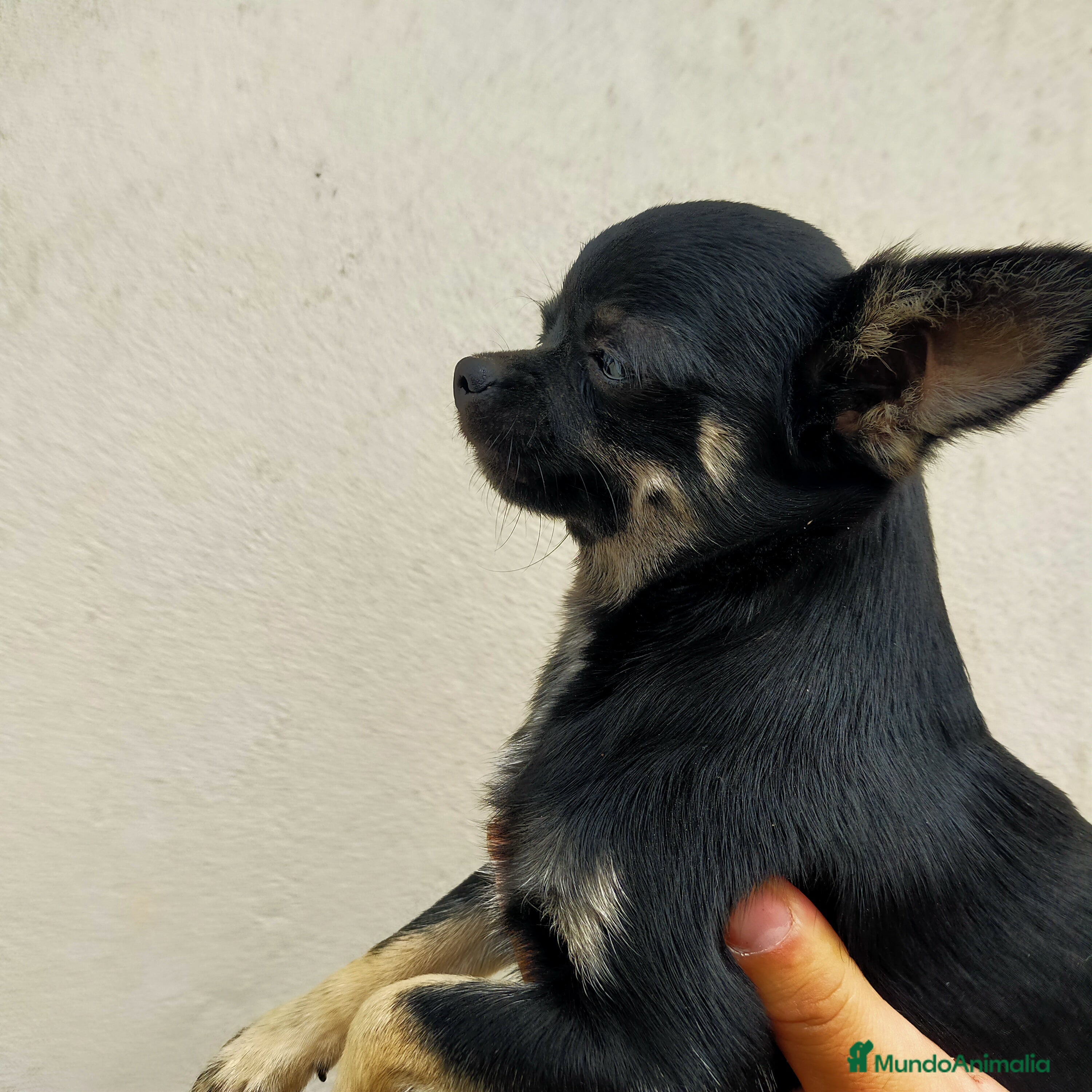 Chihuahua perros Chihuahua cabeza de manzana  - Anuncio 1