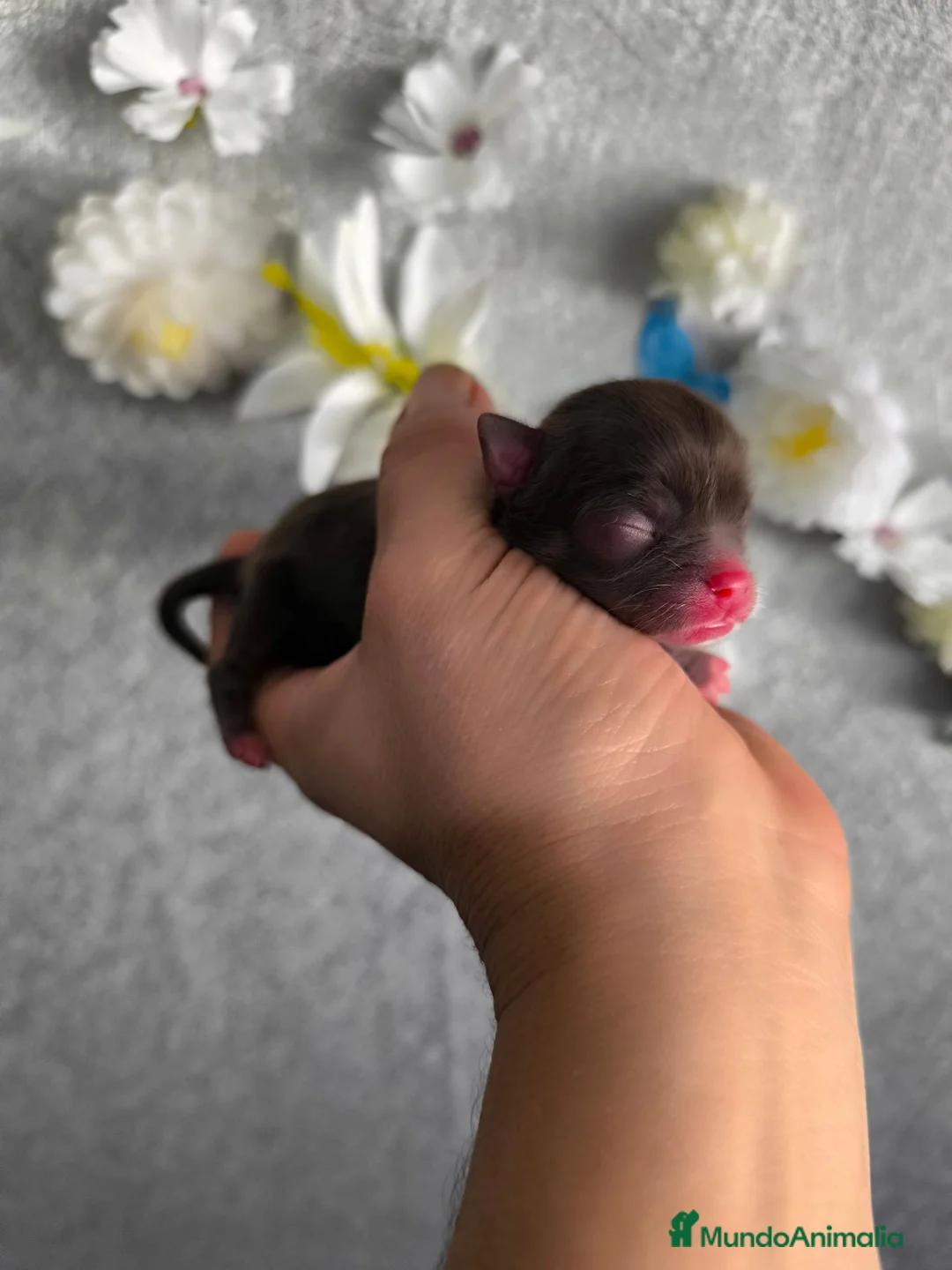 Chihuahua perros en venta: Chihuahua mini en Curtis la Coruña  - Anuncio 1