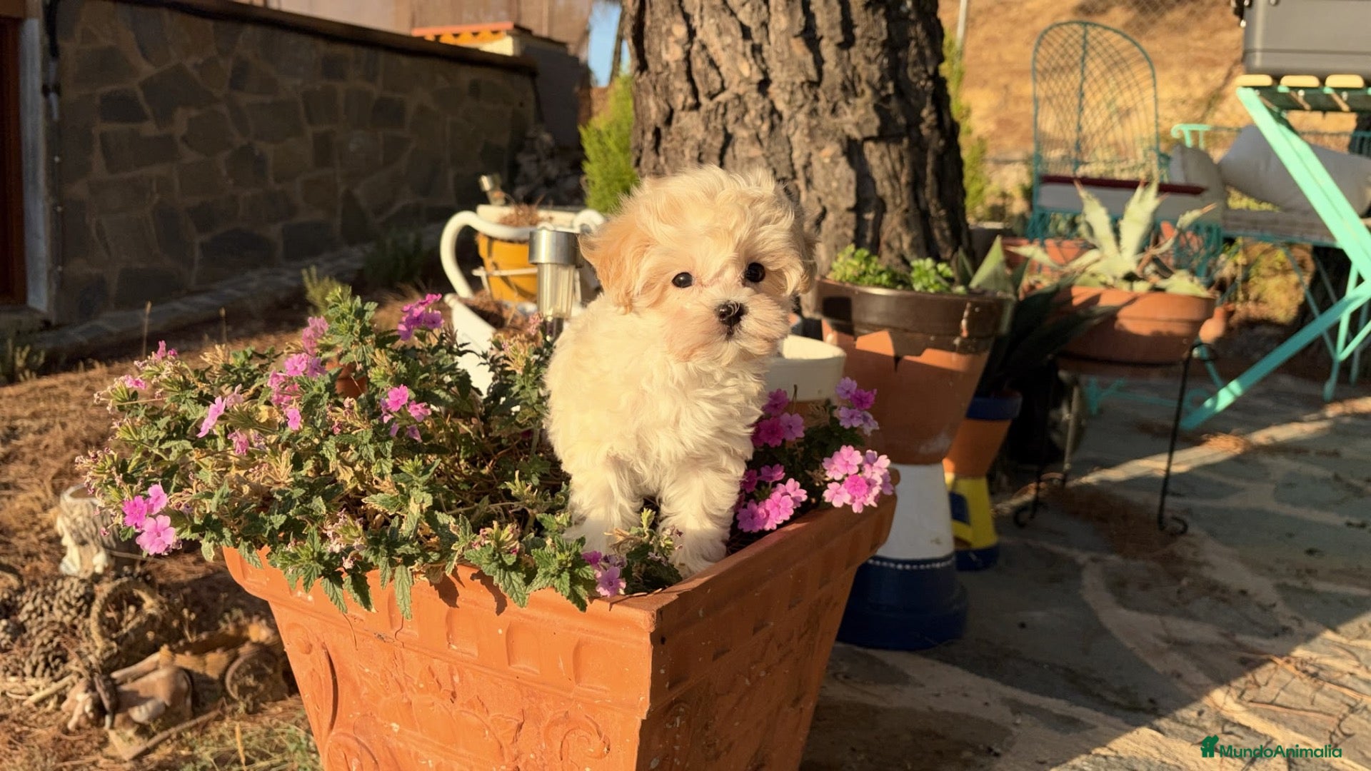 Maltipoo perros Maltipoo toy hembra disponible  - Anuncio 1