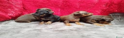 Pinscher Miniatura perros en venta: Pincher mini exóticos  en Ciudad Real - Anuncio 2