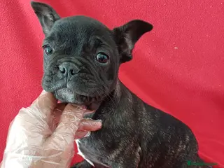 Bulldog Francés perros Bulldog Francés - Anuncio 9