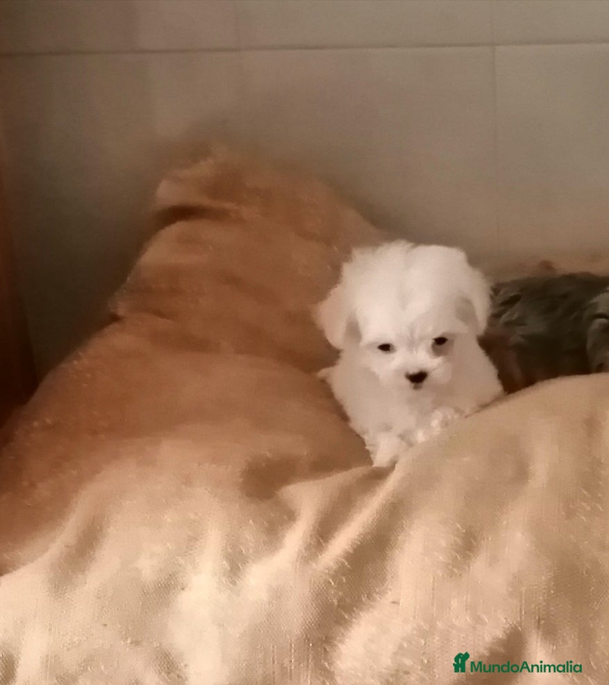 Bichón Maltés perros BICHON MALTES - Anuncio 36