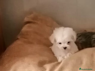 Bichón Maltés perros HEMBRITAS CHIQUITINAS DE BICHÓN MALTÉS - Anuncio 3