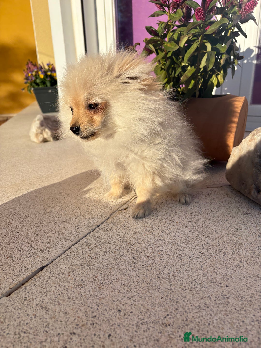Pomerania perros en venta: Lulu Pomerania Micro Toy  - Anuncio 9
