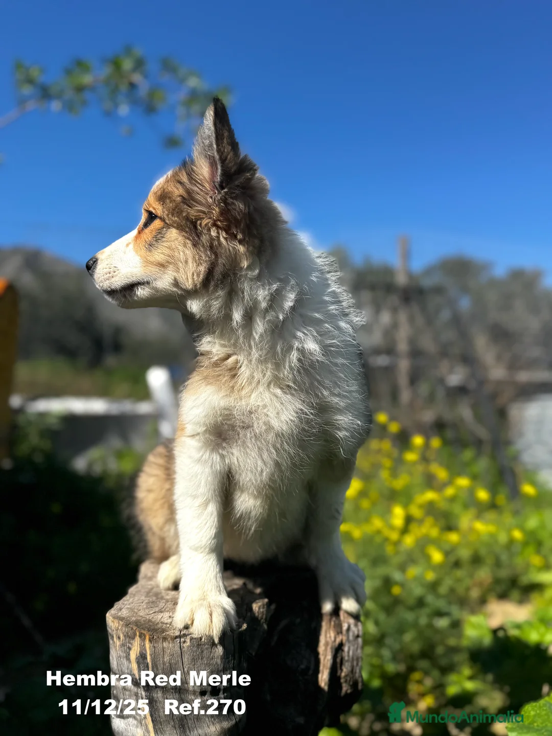 Border Collie perros en venta: Border Collie De Villa Biznaga - Anuncio 10