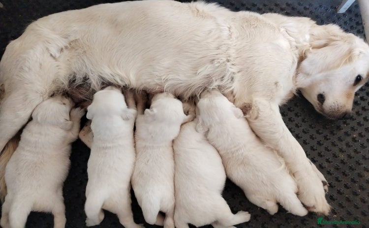 Golden Retriever perros - Anuncio 13