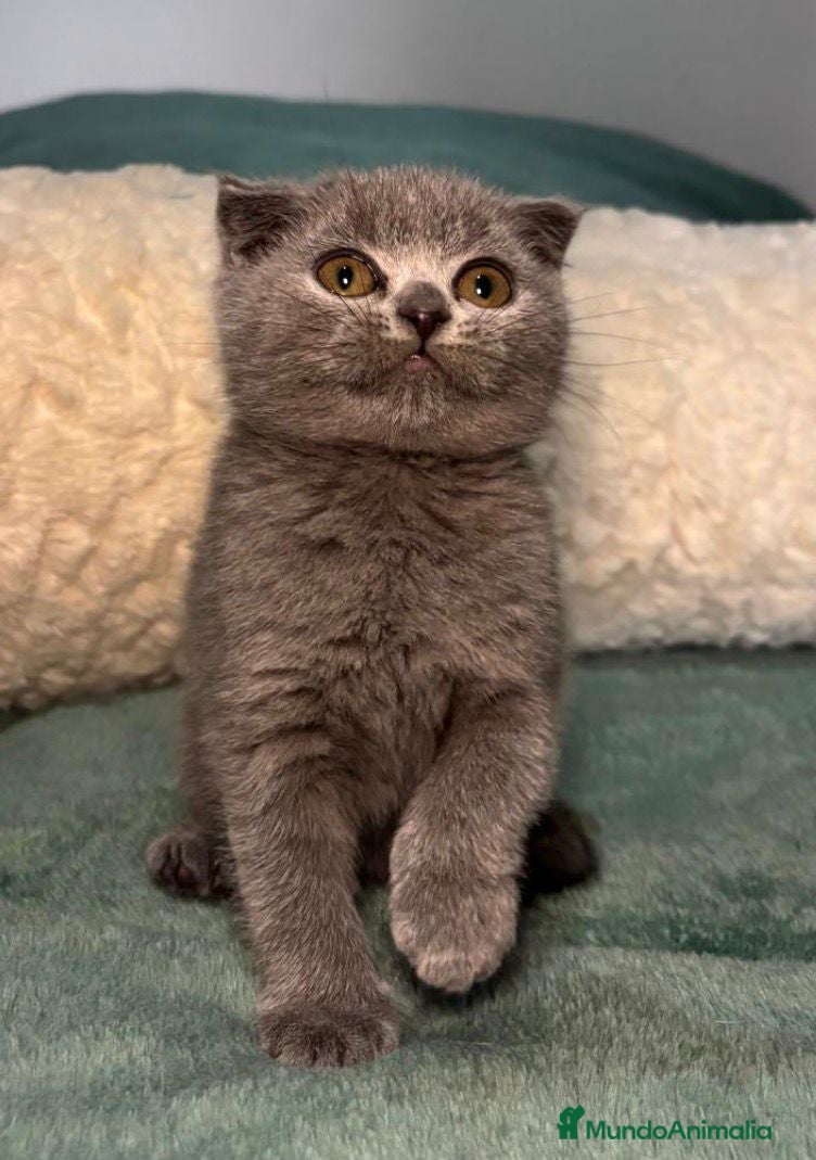 Scottish Fold gatos Scotish fold - Anuncio 3