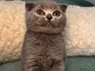 Scottish Fold gatos Scotish fold - Anuncio 8